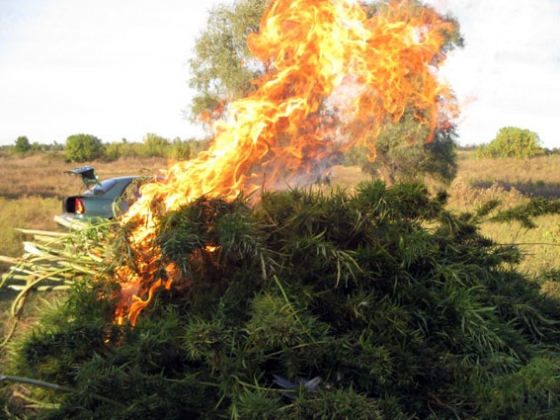 За сутки в Краматорской оперативной зоне уничтожено более 1200 кустов конопли 