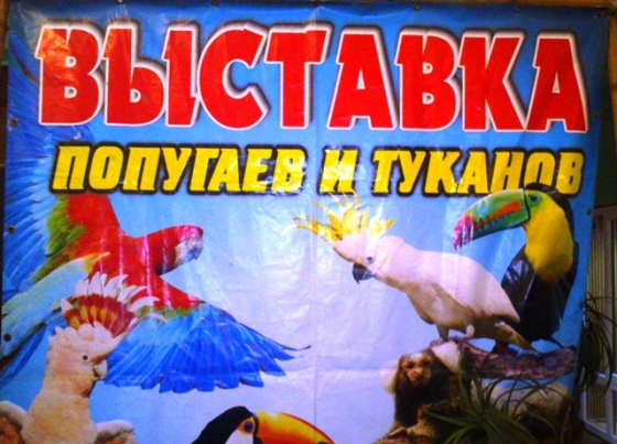 В Краматорск приехала выставка попугаев и туканов (фото)