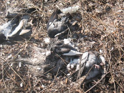 В Краматорске на площади массово гибнут голуби