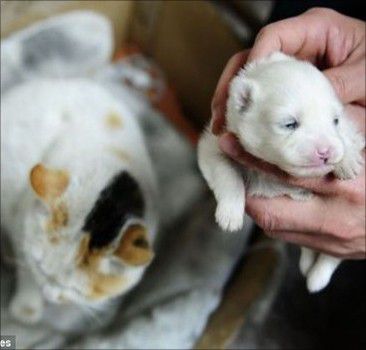 Уникальный случай: на востоке Китая родился котопес. фото