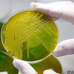 E.coli: такой болячки в Европе еще не видели 