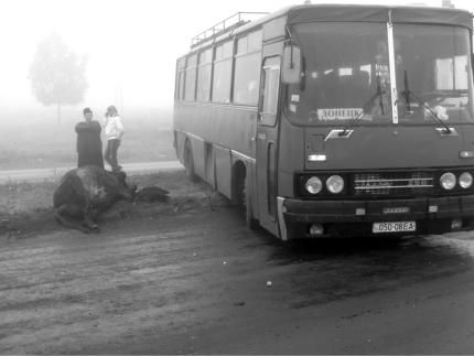 В Краматорске автобус с донецкими &quot;челноками&quot; сбил насмерть двух коров и хозяйку