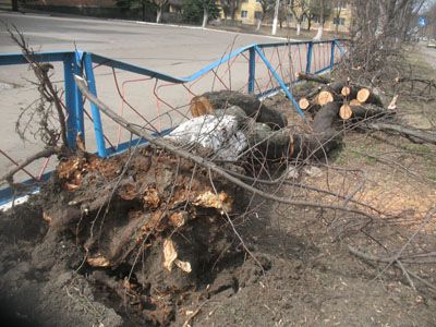 В Краматорске ураган вырвал дерево напротив школы