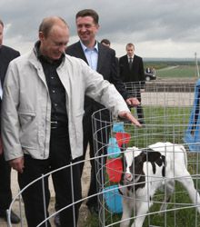 Российская сказочка про белого газового бычка
