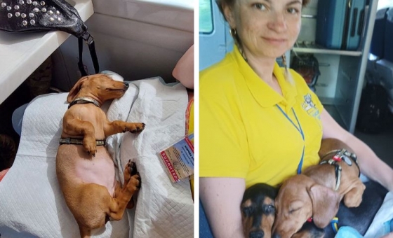Історія, від якої ви посміхнетесь: двох маленьких такс евакуювали з Краматорська до Києва