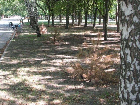сосны