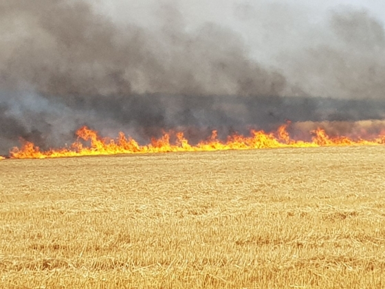 Ситуацию с пожарами в экосистемах Донецкой области признали критической