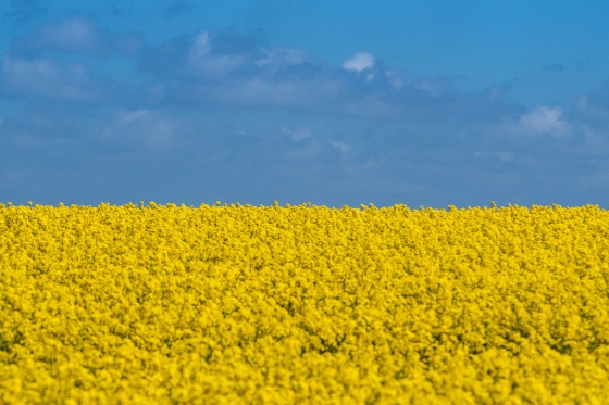 Синьо-жовтий чи жовто-синій? Що означають кольори прапора України