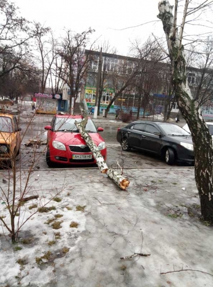 сухой березы упал на машину