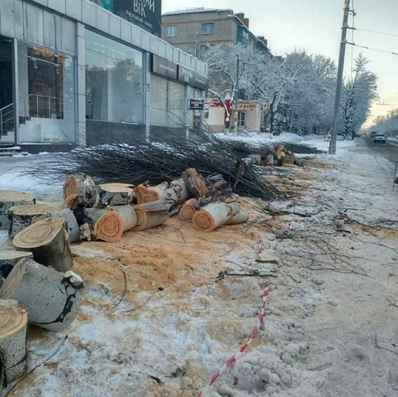 В центре Краматорска массово сносят старые тополя (фото)