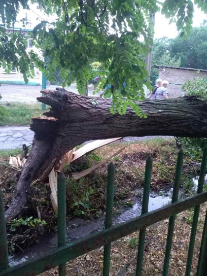 большое дерево упало на забор 25-й школы