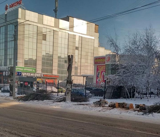 Фотофакт: в центре Краматорска массово сносят старые тополя