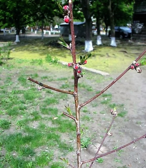 городские проекты