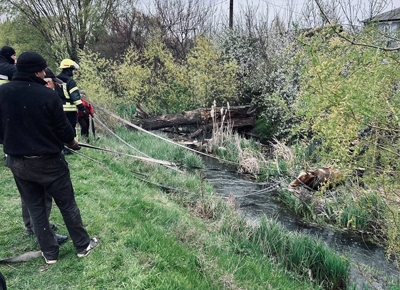 У Краматорську рятувальники дістали з річки корову (фото)