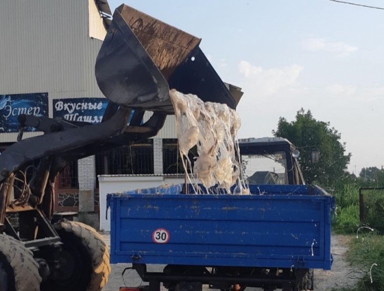 Вывозят прицепами: Под Мариуполем спасают пляжи от нашествия медуз 