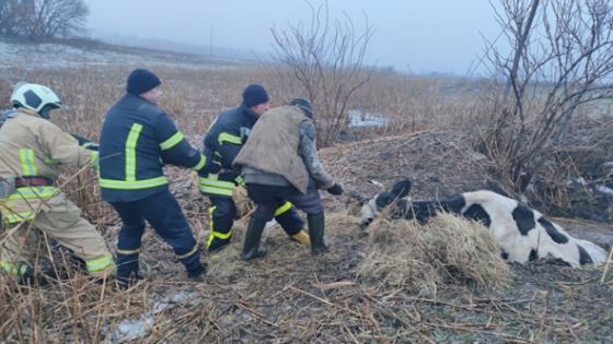 У Краматорському районі рятувальники дістали з криниці корову