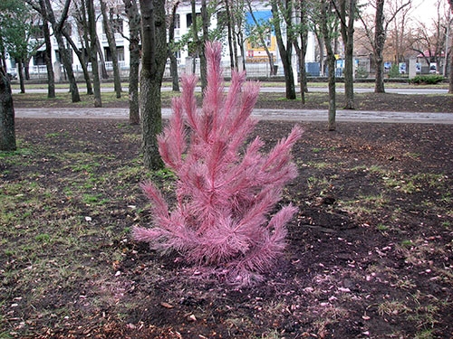 В Краматорске на Аллее памяти защитников Украины стали розовыми сосны (фото)