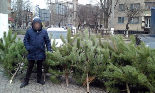 В Славянске выявляют и пресекают факты незаконной торговли елками и соснами.