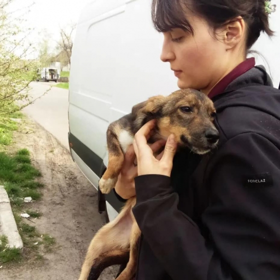 Як евакуювати з Донеччини віслюка та 47 котів і собак, коли посеред маршруту зламалося авто?