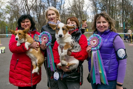 В Краматорске в парке им. Пушкина прошла выставка собак