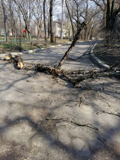 дерево