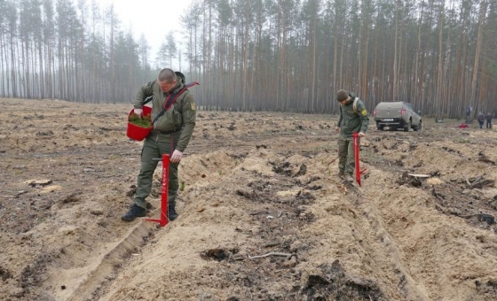 У Краматорському районі триває відновлення лісів: майже 12 тис. молодих сосен висадили цього року у Лиманській громаді 