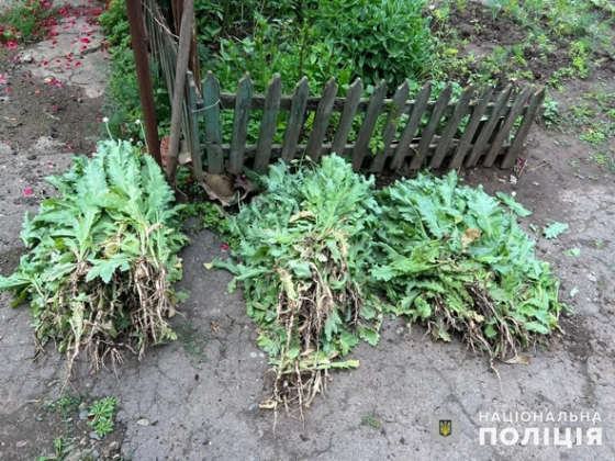 У Краматорському районі поліцейські знайшли посіви конопель та маку (фото)