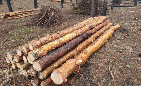 У Краматорському районі триває відновлення лісів: майже 12 тис. молодих сосен висадили цього року у Лиманській громаді 