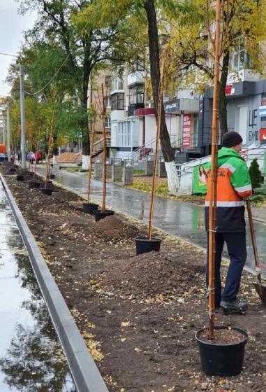 У Краматорську висадили 80 саджанців шароподібних кленів