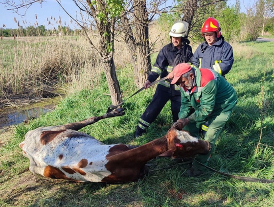 У Дружківці рятувальники витягли із бруду корову