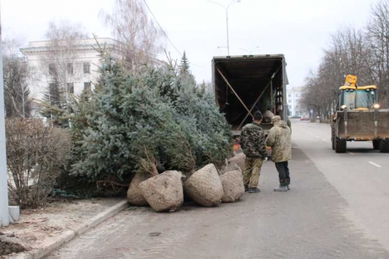 В “Лабиринте” высаживают голубые ели (фото)