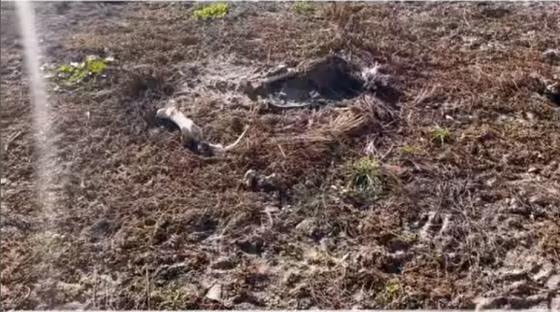 У Краматорському районі зоопарк після російської окупації перетворився на кладовище з тваринами