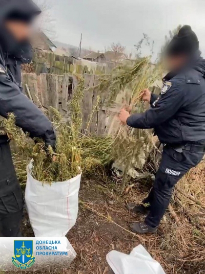 Зібрав майже 29 кг канабісу – до 5 років ув’язнення засуджено жителя Краматорського району