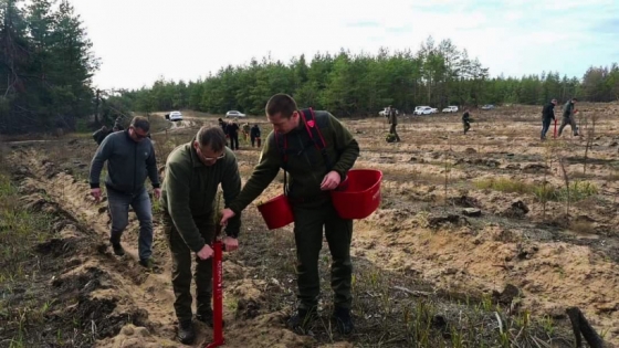 На Донеччині висадили близько 16 тисяч сіянців сосни