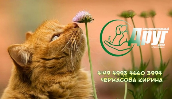 У Краматорську зоозахисники гостро потребують допомоги