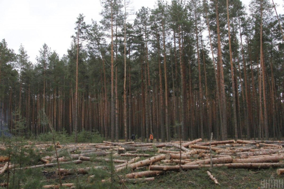 Генпрокуратура викрила корупційні схеми в лісовому господарстві на сотні мільйонів гривень