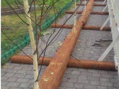 К приезду Путина в Суздале появились березки, растущие из... лавочек