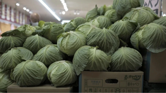Капуста дешевшає, але коштує втричі дорожче, ніж рік тому – EastFruit