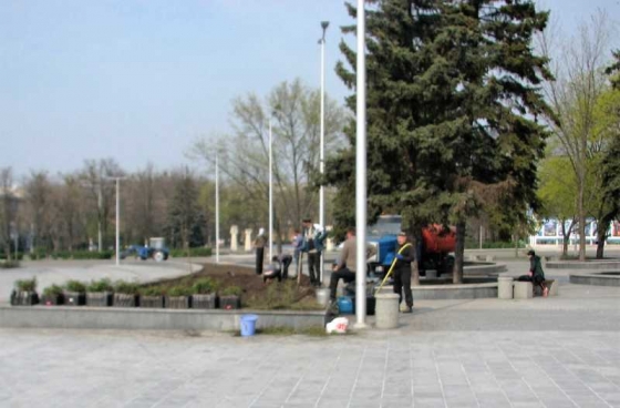 На площади Мира сегодня началась высадка многолетних кустов роз 