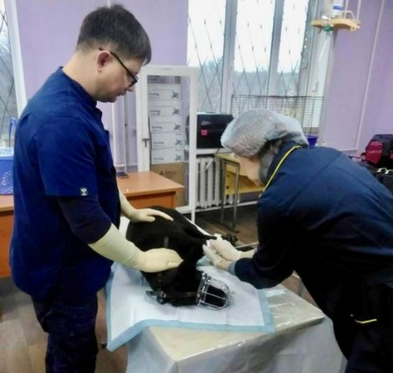 У Краматорську масово отруїли собак