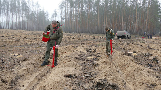 На Донеччині ліквідували три лісгоспи