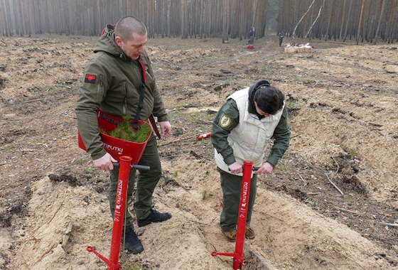 У Лиманському лісгоспі висадили більше 9 тисяч саженців сосни