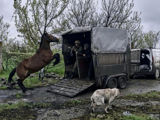 З Авдіївки евакуювали коней