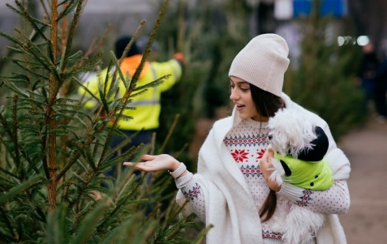 Всі кинулися купувати ялинки. Чи загрожує нам дефіцит &quot;новорічних&quot; дерев