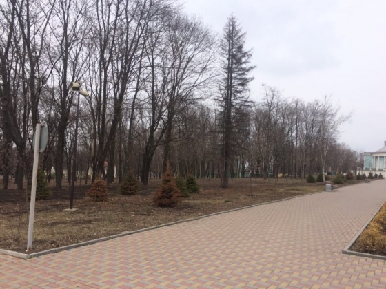 В парке Пушкина погибают молодые деревья