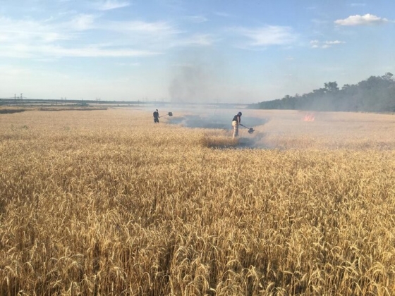 Унаслідок обстрілів на Донеччині зайнялася пшениця, згоріло 150 га поля, - ДСНС