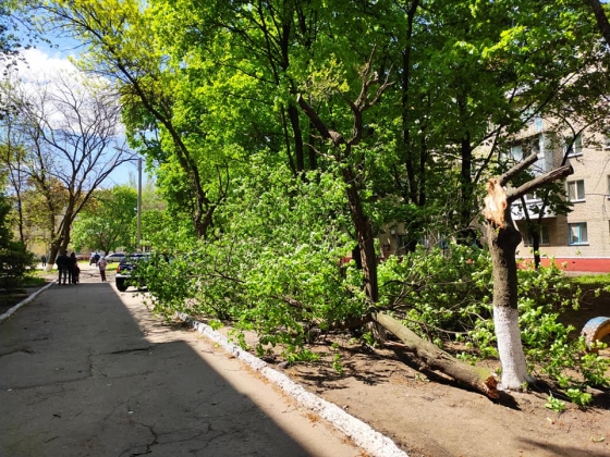 В Краматорске упало дерево