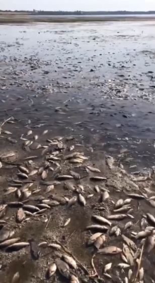 Масовий мор риби через підрив греблі Каховської ГЕС у селі Мар’янське на Дніпропетровщині