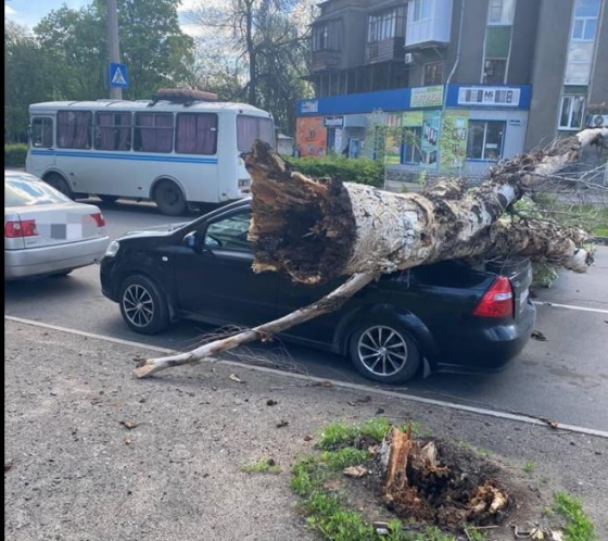 В Славянске дерево упало на автомобиль и преградило движение транспорта