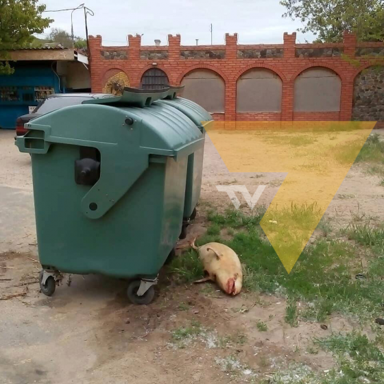 В Маріуполі біля сміттєвого бака лежить мертвий дельфін